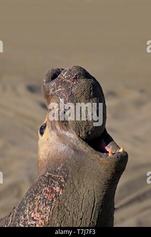 Northern guarnizione di elefante (Mirounga angustirostris), maschio adulto chiamando sulla spiaggia, animale ritratto, PIEDRAS BLANCAS Rookery, San Simeone, San Luis Foto Stock
