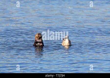 Nord America Lontra di fiume (Lutra canadensis), adulto in acqua con il gabbiano occidentale (Larus occidentalis) in inverno piumaggio, Elkhorn Slough, California Foto Stock