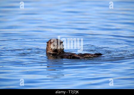 Nord America Lontra di fiume (Lutra canadensis), giovane animale in acqua, Elkhorn Slough, CALIFORNIA, STATI UNITI D'AMERICA Foto Stock