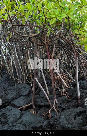 Mangrovia rossa (Rhizophora mangle) cresce sulle rocce laviche, isola Floreana, Isole Galapagos, Ecuador Foto Stock