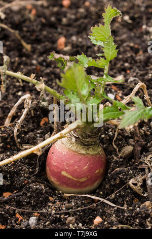 Brassica rapa subsp. rapa subvar. esculenta cresce in terra nutriente. Una radice vegitable. Foto Stock