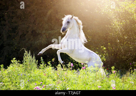 Alter Real. Stallone grigio Hexeno allevamento su un prato fiorito. Germania Foto Stock