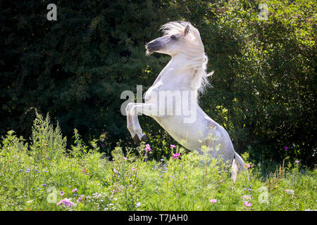 Alter Real. Stallone grigio Hexeno allevamento su un prato fiorito. Germania Foto Stock