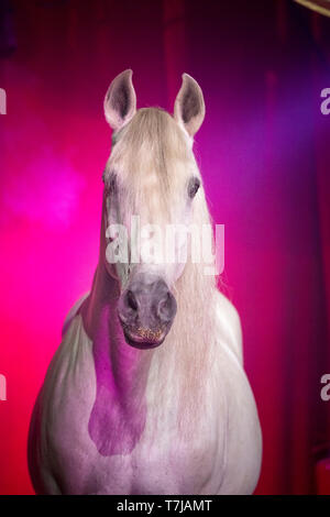 Pura Raza Española, andaluse. Ritratto di stallone grigio in un circo. Austria Foto Stock