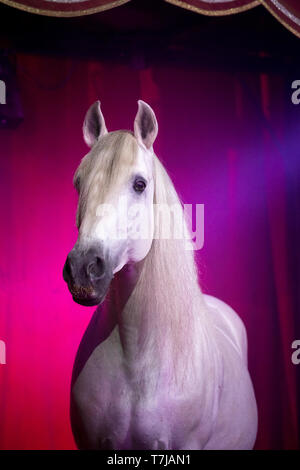 Pura Raza Española, andaluse. Ritratto di stallone grigio in un circo. Austria Foto Stock