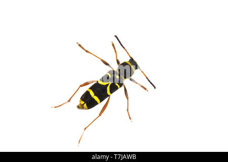 Wasp beetle, Clytus arietis Foto Stock