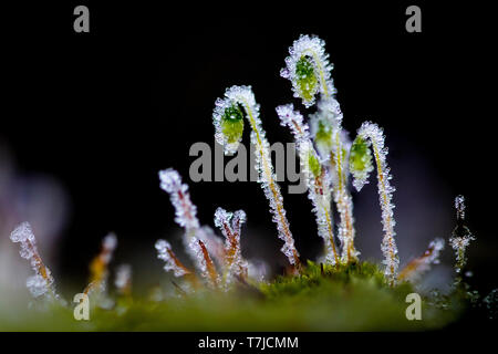 Comune di annuire moss, Pohlia nutans Foto Stock