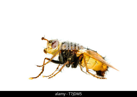 Tachina fera Foto Stock