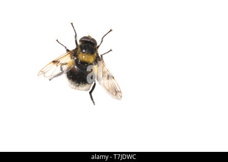 Bumblebee Hoverfly, Volucella bombylans Foto Stock