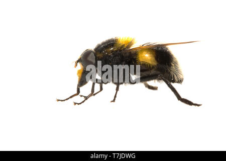 Bumblebee Hoverfly, Volucella bombylans Foto Stock