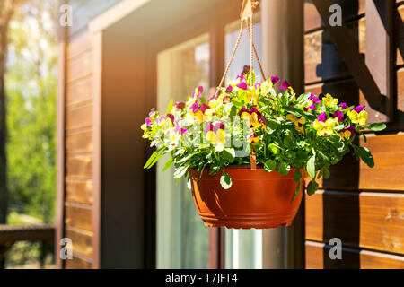 Pentola con colorati pansy fiori appesi sulla casa di parete esterna Foto Stock