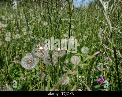 Un prato di tarassaco pronto a volare al primo soffio di vento. Per chi soffre di allergie una situazione difficile. Foto Stock