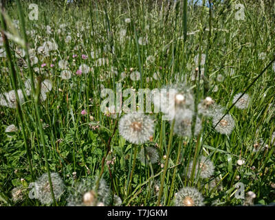 Un prato di tarassaco pronto a volare al primo soffio di vento. Per chi soffre di allergie una situazione difficile. Foto Stock