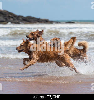 Golden Retriever giocando in mare Foto Stock