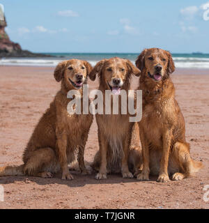 Tre golden retriever sulla spiaggia Foto Stock