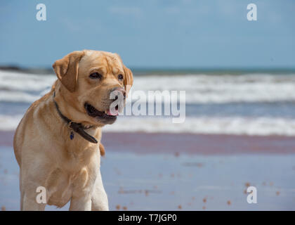 Giallo labrador retriever cane in spiaggia Foto Stock