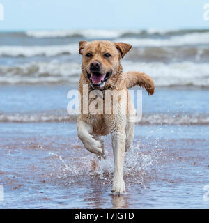 Il labrador retriever cane in spiaggia Foto Stock