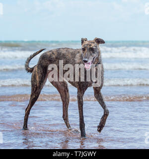 Lurcher cane sulla spiaggia in mare Foto Stock