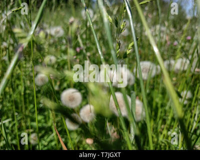Un prato sfocata di tarassaco pronto a volare al primo soffio di vento. Per chi soffre di allergie una situazione difficile. Foto Stock