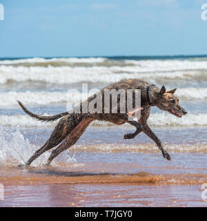 Lurcher cane sulla spiaggia in mare Foto Stock