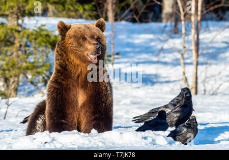 Orso bruno e corvi su una coperta di neve palude nella foresta di primavera. La luce del tramonto. Eurasian orso bruno, nome scientifico: Ursus arctos arctos. Natural Foto Stock