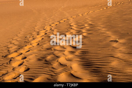 Orme nella duna di sabbia Foto Stock