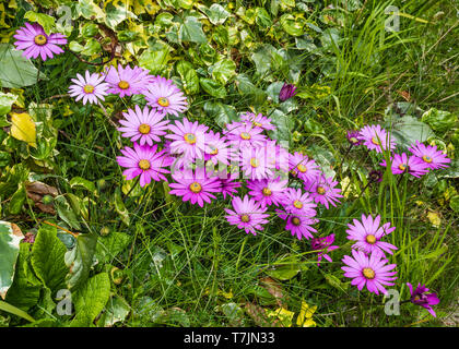 Osteospermum Kalanga rende un vistoso fiore migliorare qualsiasi giardino. Foto Stock