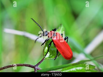 A testa nera cardinale beetle - Pyrochroa serraticornis Foto Stock