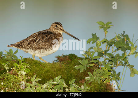 Adulto di Wilson (Beccaccino Gallinago delicata) Lac Le Jeune, British Colombia Foto Stock