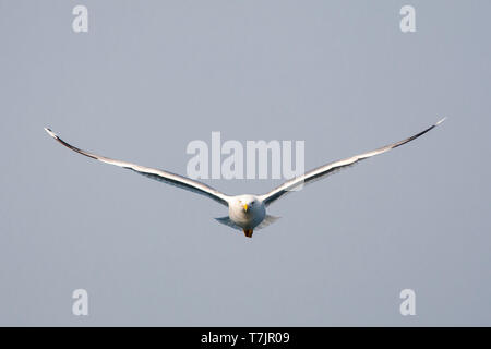 Giallo per adulti zampe (gabbiano Larus michahellis michahellis) in volo su Lesbo, Grecia. Visto direttamente dalla parte anteriore. Foto Stock