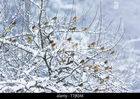 Gregge di Yellowhammers (Emberiza citrinella ssp. citrinella) svernano in Germania. Foto Stock