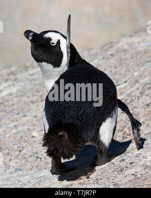 Jackass Penguin (Spheniscus demersus) sulla spiaggia di Boulder, nella città di Simon in Sud Africa. Foto Stock