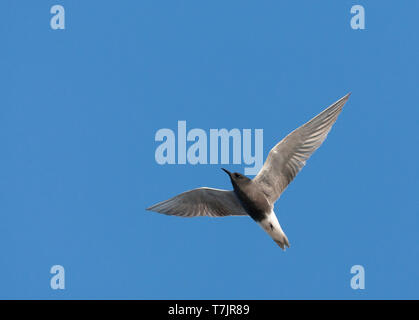 Black Tern (Chlidonias niger) in volo vicino a colonia di allevamento nei Paesi Bassi. Visto da sotto, guardando verso l'alto. Foto Stock