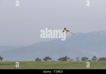 Maschio adulto Gallina prataiola (Tetrax tetrax) in volo di visualizzazione vicino è il lek in Catalogna, Spagna. Foto Stock