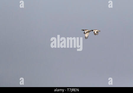 Due maschi adulti poco Bustards (Tetrax tetrax) in volo su un lek in Catalogna, Spagna. Foto Stock