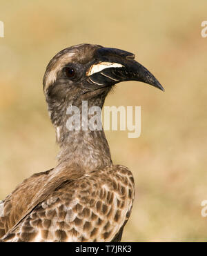 Primo piano di un africano grigio Hornbill (Tockus nasutus) in piedi su un grassfield in un safari camp nel Parco Nazionale di Kruger in Sud Africa. Con Brown dry Foto Stock