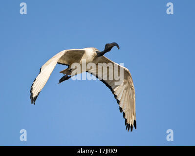 Africa ibis sacri (Threskiornis aethiopicus) in volo in Sud Africa, visto dalla parte anteriore. Volare contro un cielo blu come sfondo. Foto Stock