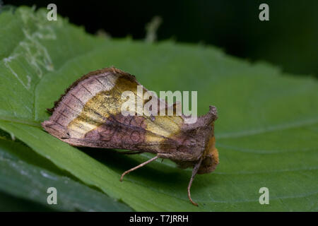 Ottone brunito, Diachrysia chrysitis Foto Stock