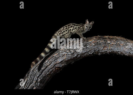 Comune maschio Genet seduto su un tronco in Cala Salada, San Antoni de Portimany, Ibiza, Spagna. Luglio 13, 2018. Foto Stock