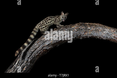 Comune maschio Genet seduto su un tronco in Cala Salada, San Antoni de Portimany, Ibiza, Spagna. Luglio 13, 2018. Foto Stock