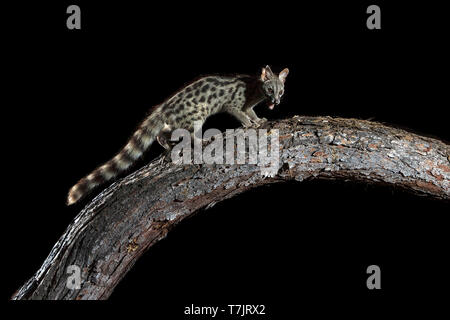 Comune maschio Genet seduto su un tronco in Cala Salada, San Antoni de Portimany, Ibiza, Spagna. Luglio 13, 2018. Foto Stock