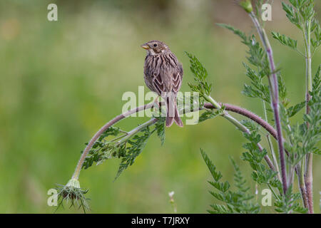 Corn Bunting (Miliaria calandra) seduto sul gambo di fiore in Portogallo. Foto Stock