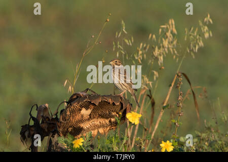 Corn Bunting (Emberiza calandra) seduto su un vecchio Girasole in Zeewolde, Paesi Bassi. La specie è quasi estinte come un allevamento di uccelli nel Netherl Foto Stock