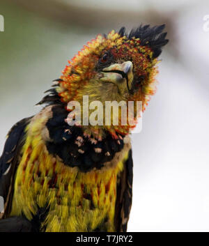 Crested Barbet (Trachyphonus vaillantii) nel Parco Nazionale di Kruger in Sud Africa. Foto Stock