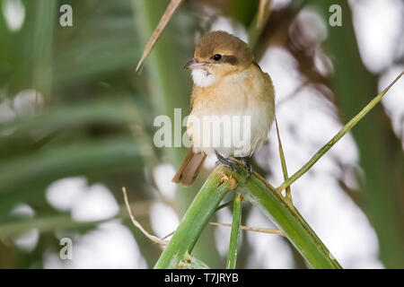 Probabilmente primo inverno femmina Shrike Isabelline arroccato su una boccola in Kuwait City in Kuwait. Il 5 gennaio 2011. Foto Stock