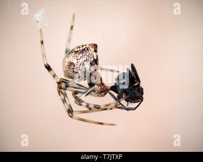 Una femmina di casa comune spider (parasteatoda tepidariorum) con un punto morto ant nella città di Cordoba, Cordoba, Argentina. Foto Stock