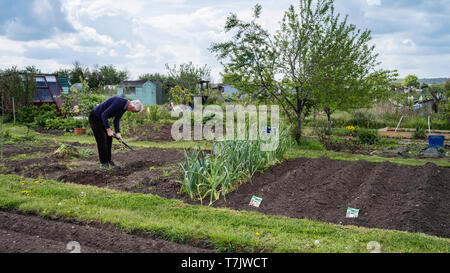 Un uomo anziano tendendo il suo ordinato riparto plot in England Regno Unito. Foto Stock