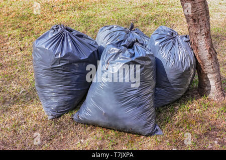 Il nero dei sacchetti di plastica con dello scorso anno di foglie secche sul prato nel parco. Foto Stock