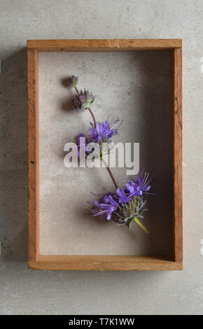 La Salvia Purple Sage fiori ancora la vita in un box shadow telaio su uno sfondo grigio. Foto Stock