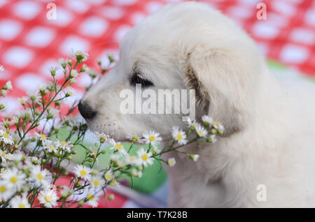 Bianco cucciolo di cane annusando fiori bianchi sulla tovaglia a scacchi. Foto Stock